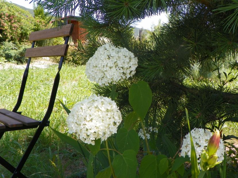 hydrangea arb. Annabell - Dobarland 2019 3