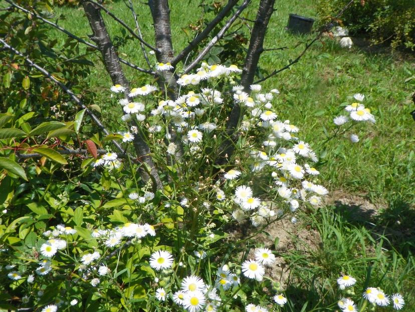 erigeron annuus - Dobarland 2019 3