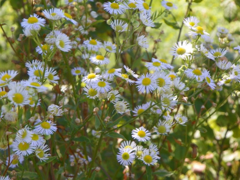 erigeron annuus - Dobarland 2019 3
