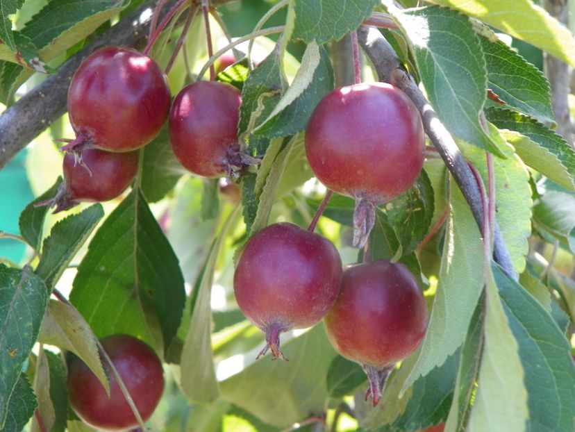 malus Cheal's Weeping - Dobarland 2019 3