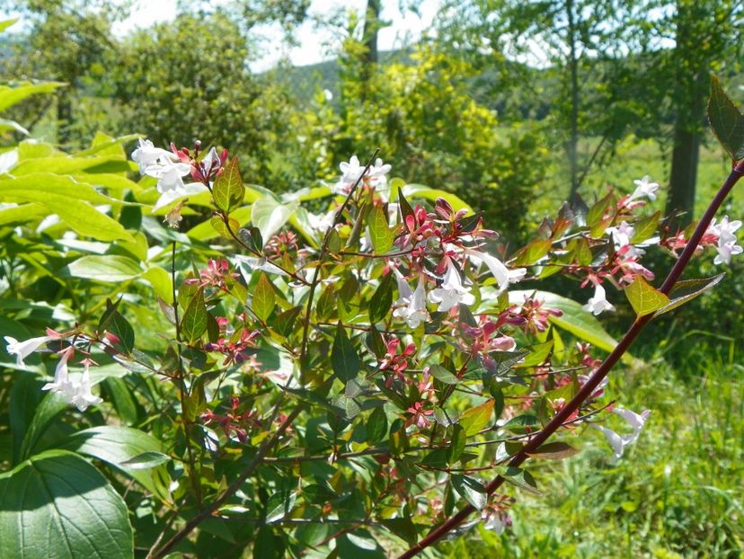 abelia grandiflora - Dobarland 2019 3