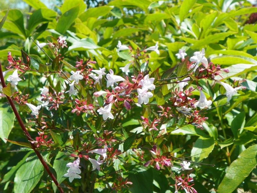 abelia grandiflora - Dobarland 2019 3