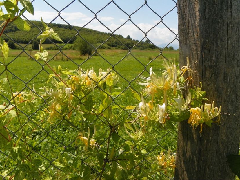 lonicera jap. Mint Crisp - Dobarland 2019 3