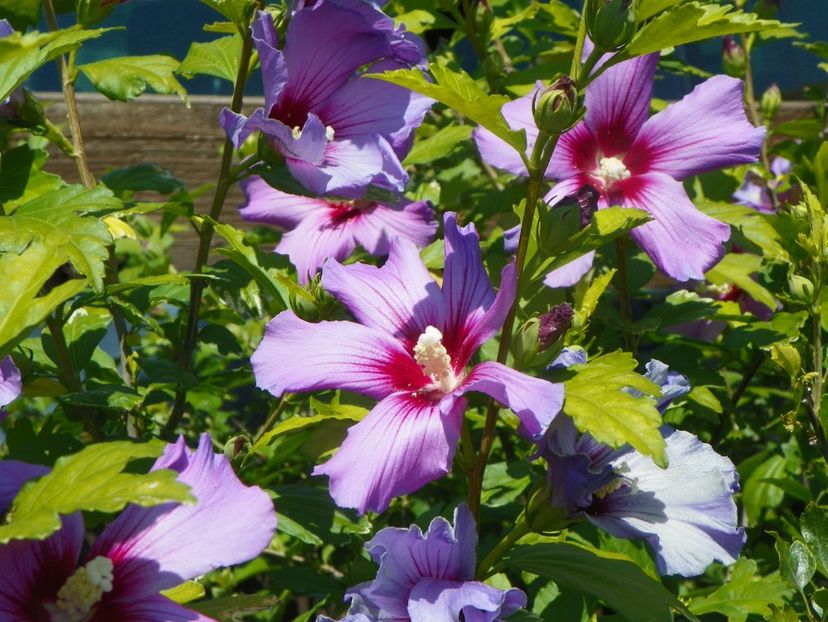 hibiscus syriacus - Dobarland 2019 3