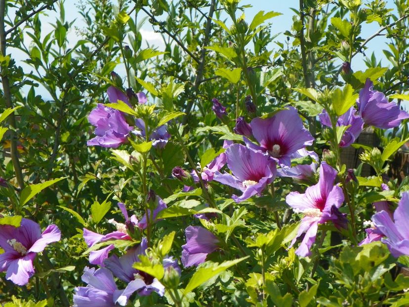 hibiscus syriacus - Dobarland 2019 3