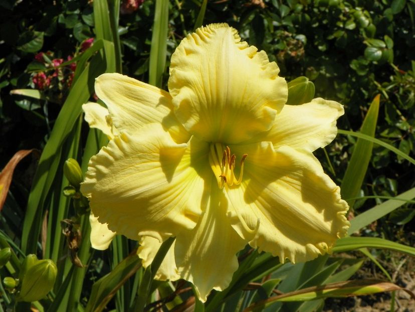 hemerocallis Yazoo Elsie Hintson - Dobarland 2019 3