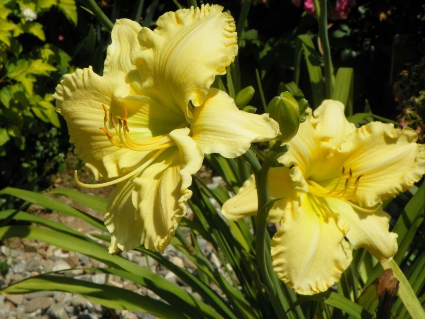hemerocallis Yazoo Elsie Hintson - Dobarland 2019 3