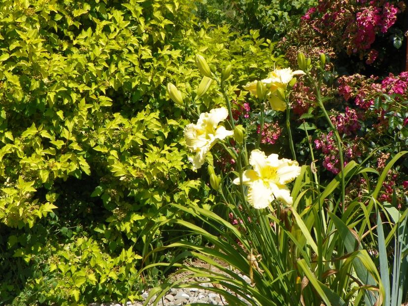 hemerocallis Yazoo Elsie Hintson - Dobarland 2019 3