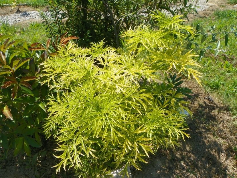 sambucus Golden Tower - Dobarland 2019 3