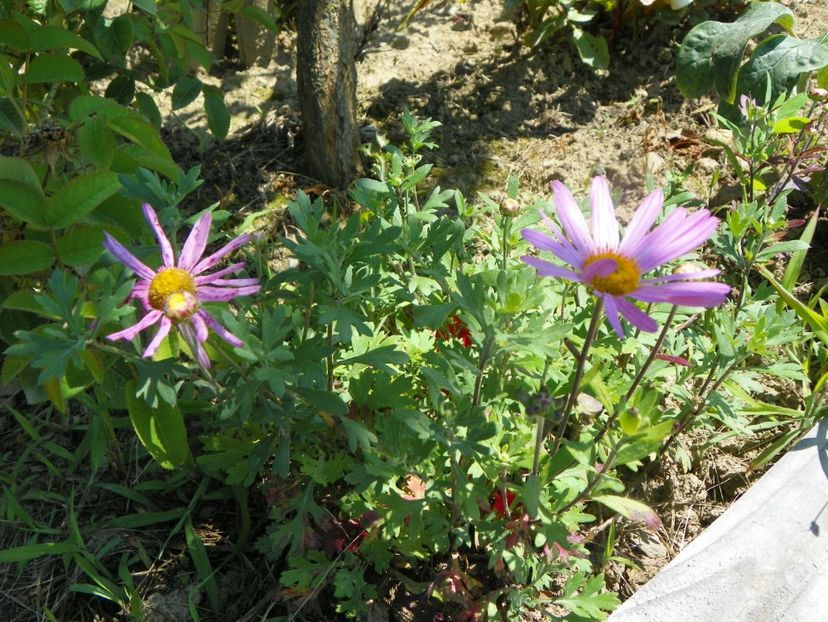 chrisanthemum Clara Curtis - Dobarland 2019 3