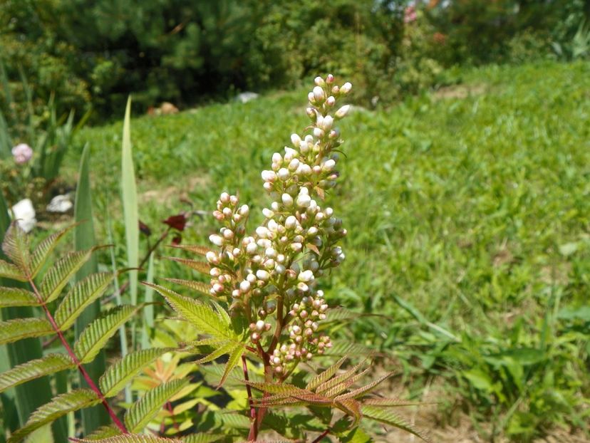sorbaria sorbifolia Sem - Dobarland 2019 3