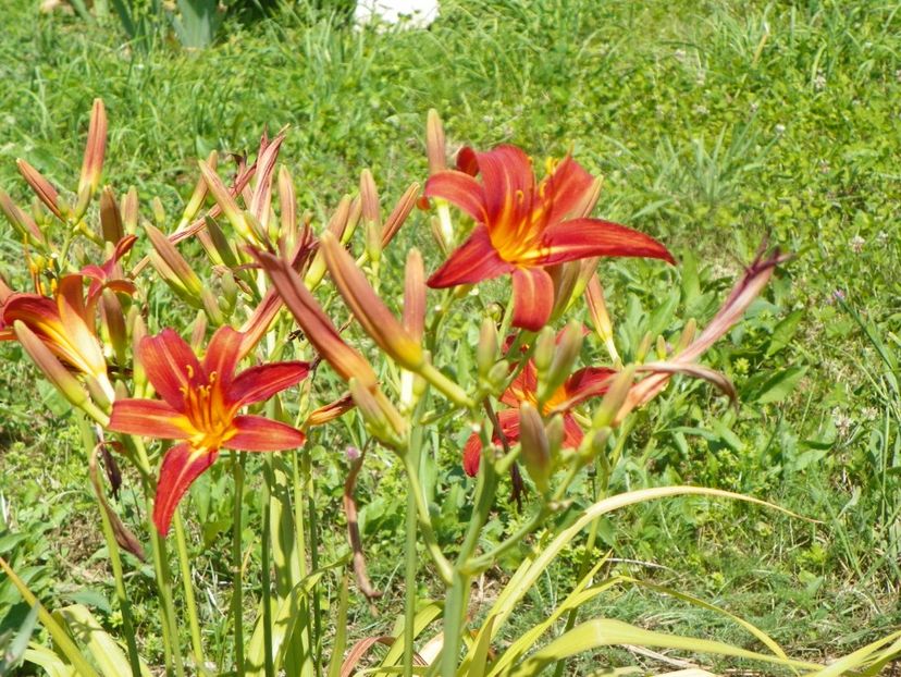 hemerocallis Crimson Pirate - Dobarland 2019 3