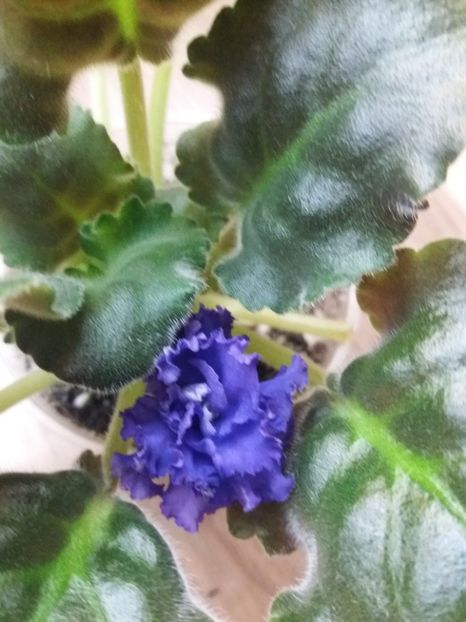  - ZZRS Pucina Marskaya