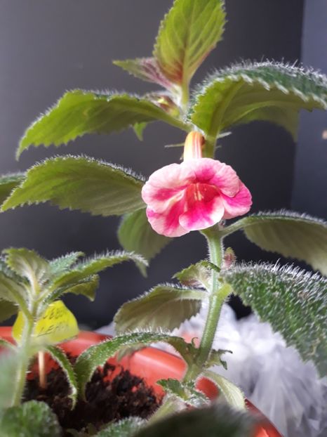 2019 - R19 - Blueberry Lemon - renuntat