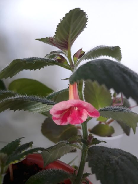  - R19 - Blueberry Lemon - renuntat