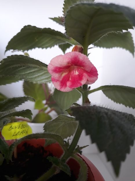  - R19 - Blueberry Lemon - renuntat