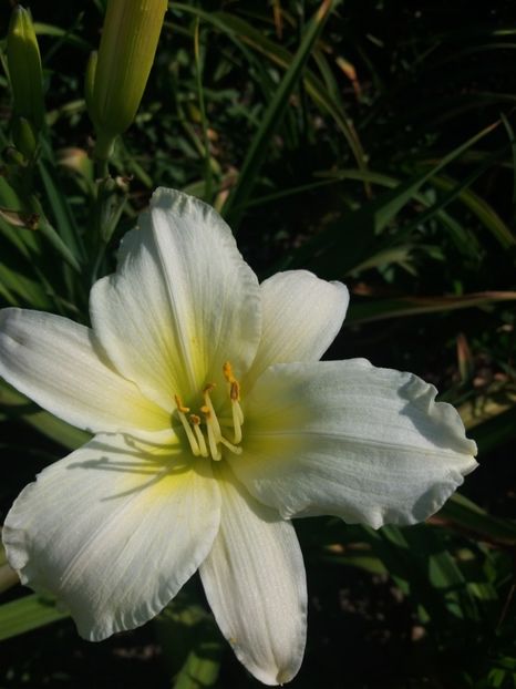  - Hemerocalisi disponibili in 2019