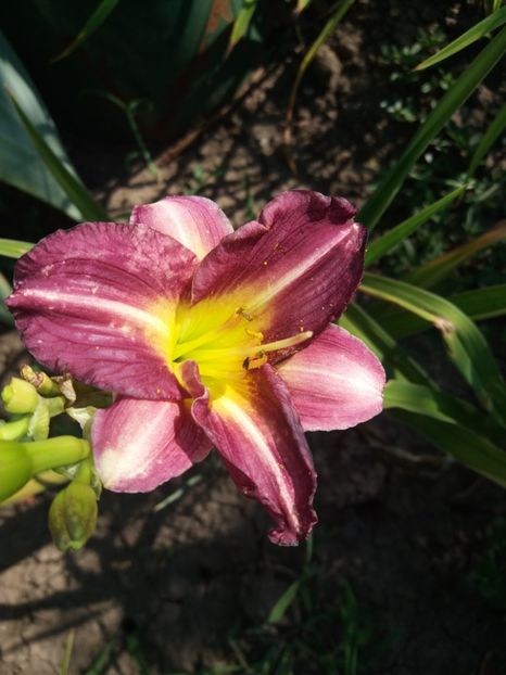  - Hemerocalisi disponibili in 2019