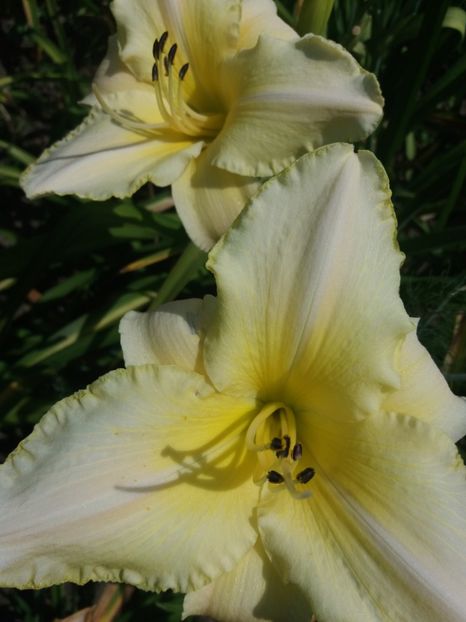  - Hemerocalisi disponibili in 2019