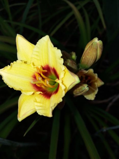  - Hemerocalisi disponibili in 2019