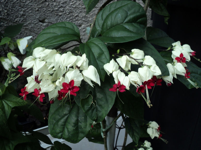 iul.2019 - CLERODENDRON