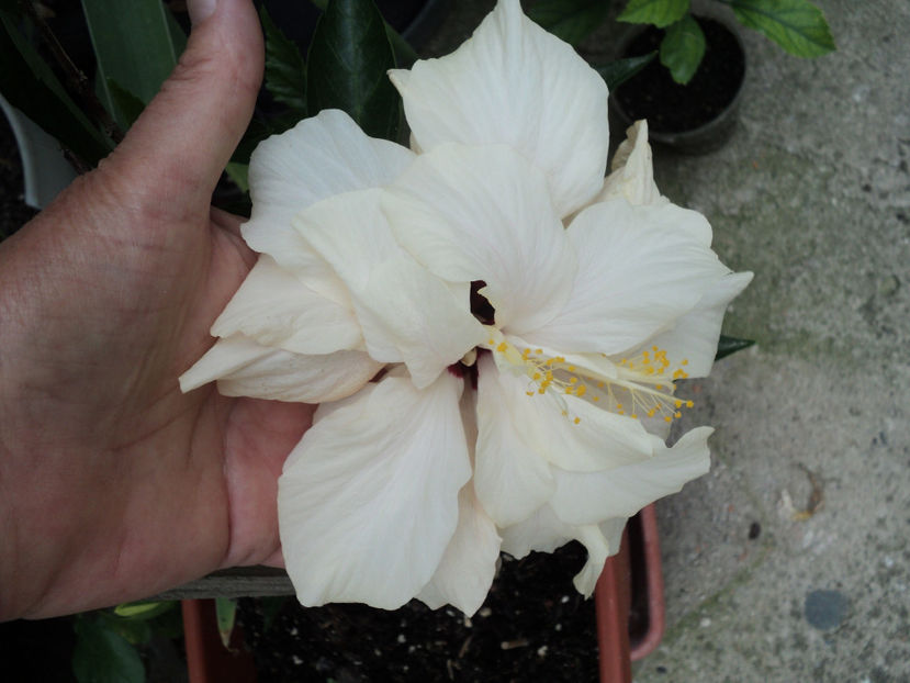 24 iul.2019 - Classic White