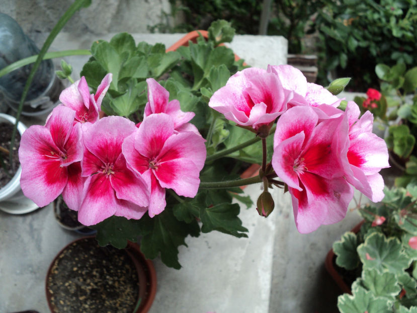 poze 2015 283 - Muscate 2017-2018- 2019-2020-2023-2024 - 2025