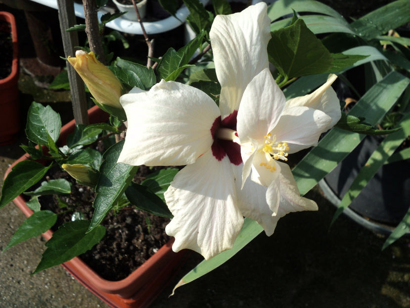 iun.2019 , mai timid... - Classic White