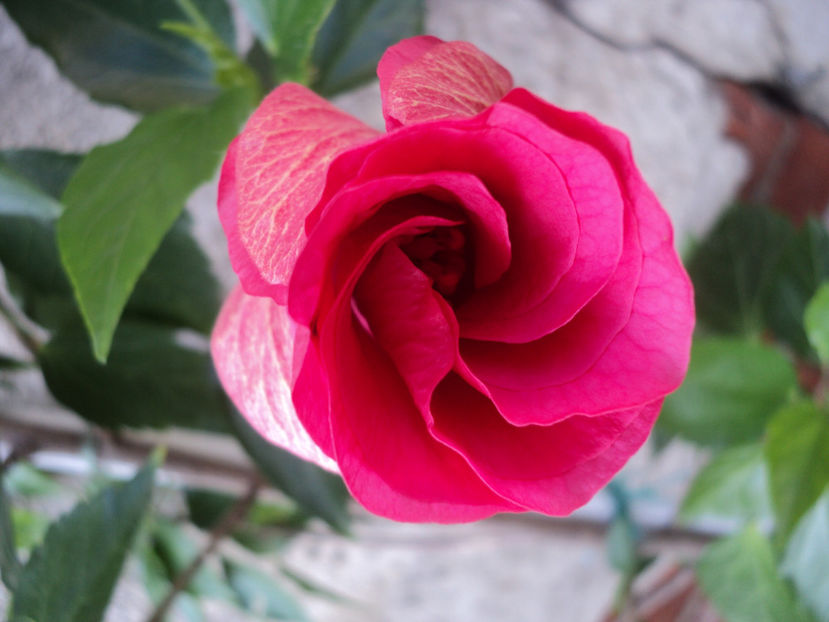 poze 2015 278 - Classic Rosa