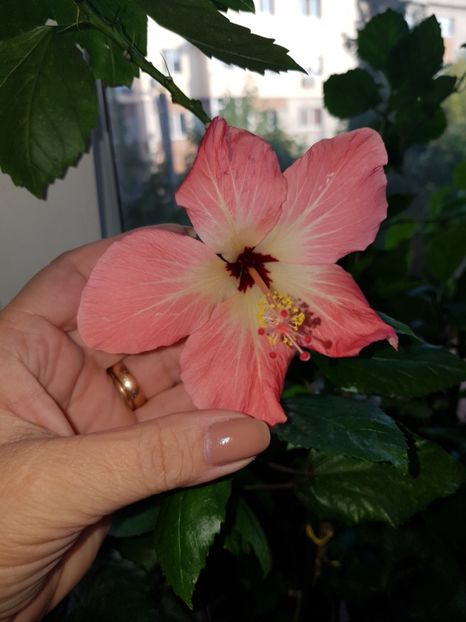  - HIBISCUS 2019