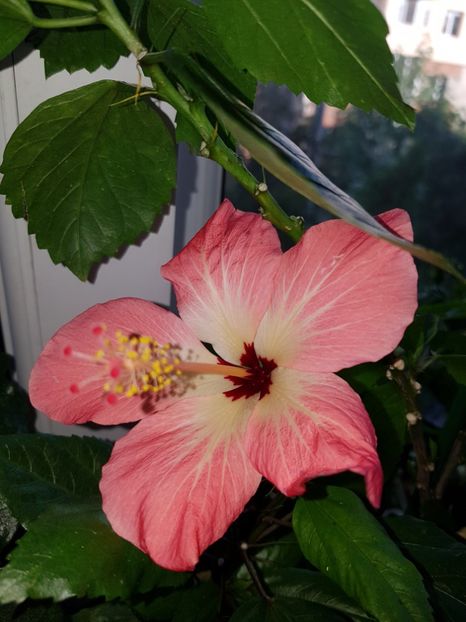  - HIBISCUS 2019