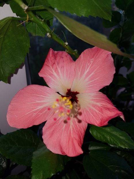  - HIBISCUS 2019