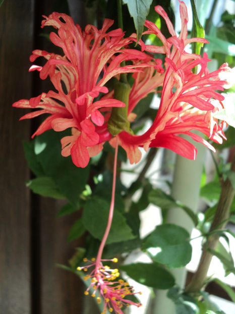 iun.2019 - Schizopetalus