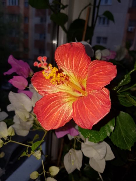  - HIBISCUS 2019
