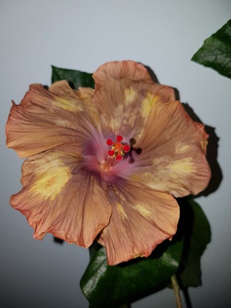  - HIBISCUS 2019