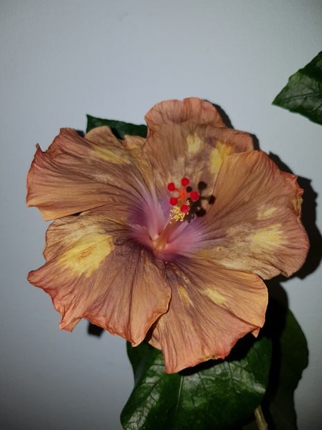  - HIBISCUS 2019