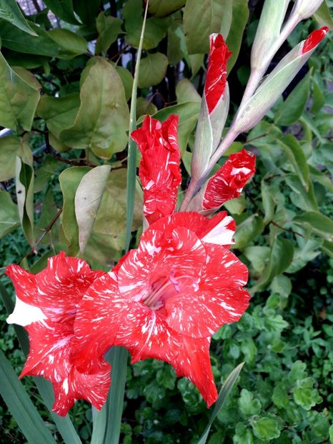  - AAAA_GLADIOLE 2015_2017_2018_2019