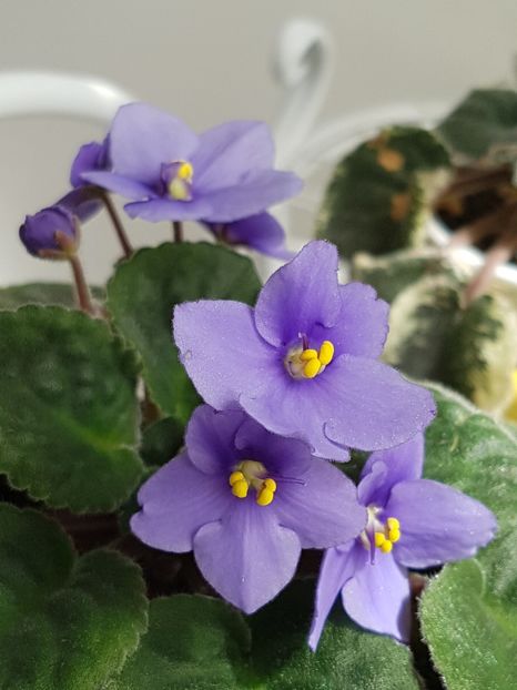 Iubita mea harnica - Violete no name