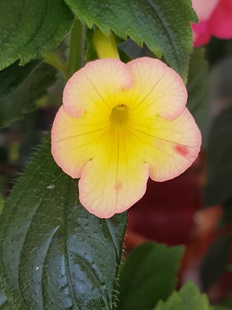 Hugues Aufray-prima floricica - Achimenes 2019