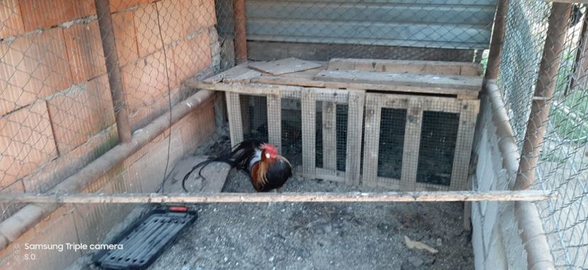 20190723_201553(0) - Virdea Cristian