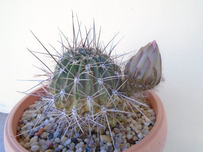 Lobivia jajoiana cv. anemone - Cactusi 2019 bis