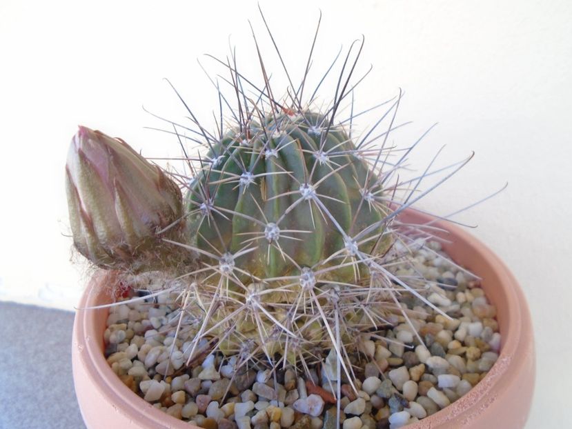 Lobivia jajoiana cv. anemone - Cactusi 2019 bis