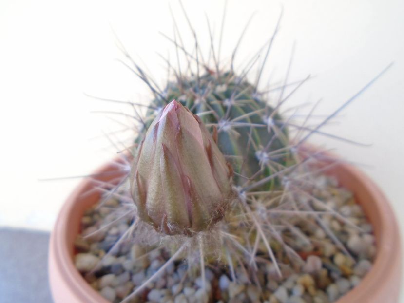 Lobivia jajoiana cv. anemone - Cactusi 2019 bis