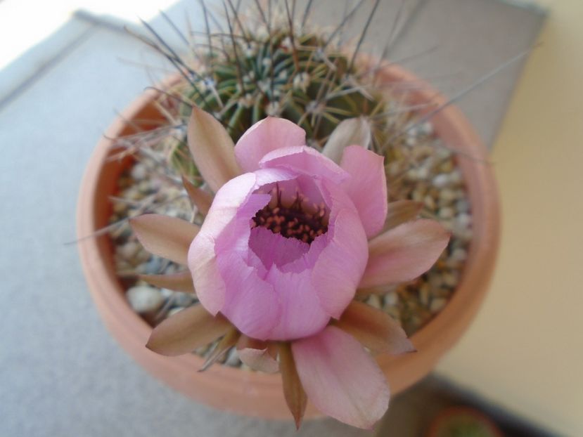 Lobivia jajoiana cv. anemone - Cactusi 2019 bis