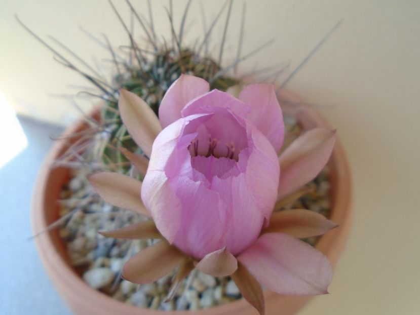 Lobivia jajoiana cv. anemone - Cactusi 2019 bis