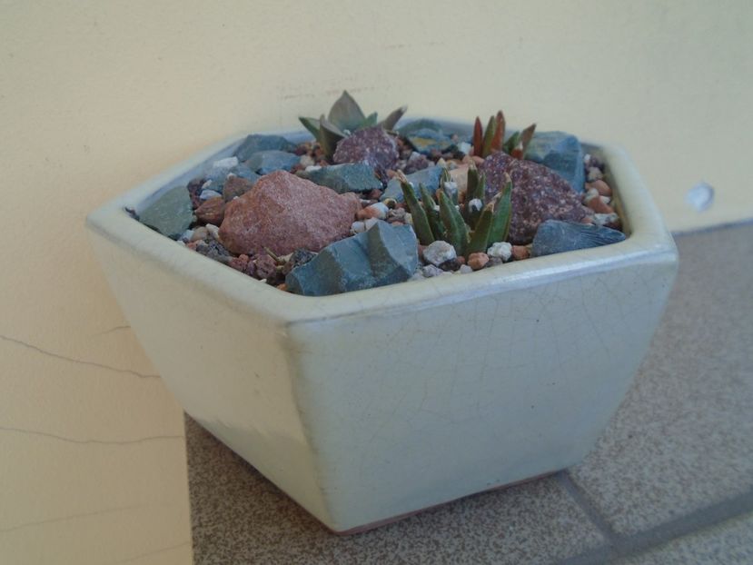 Grup de 4 Ariocarpus - Cactusi 2019 bis