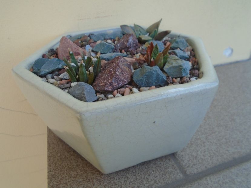 Grup de 4 Ariocarpus - Cactusi 2019 bis