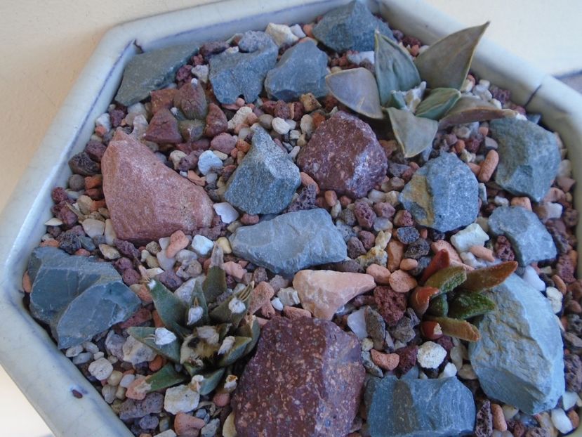 Grup de 4 Ariocarpus - Cactusi 2019 bis