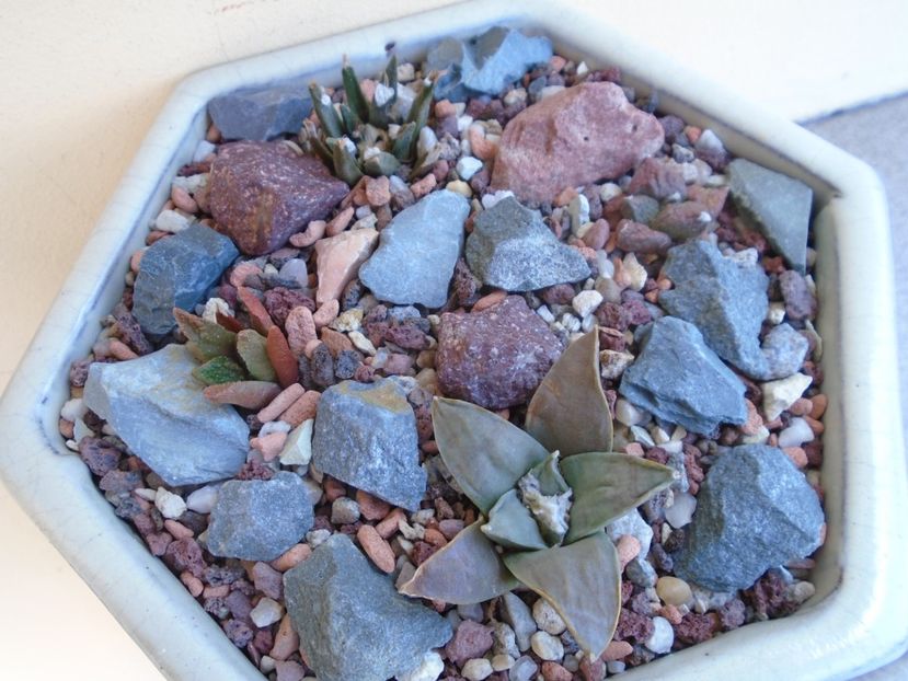 Grup de 4 Ariocarpus - Cactusi 2019 bis