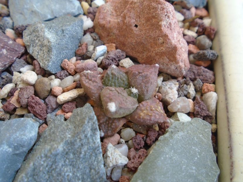 Ariocarpus fissuratus - Cactusi 2019 bis